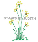 H-266 Bold Daisy Plant