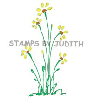 H-266 Bold Daisy Plant