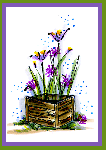 Iris Crate Card