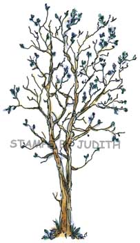 StampsByJudith.com: Spring Tree Card