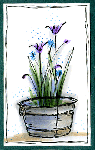 Wash Tub Iris Card